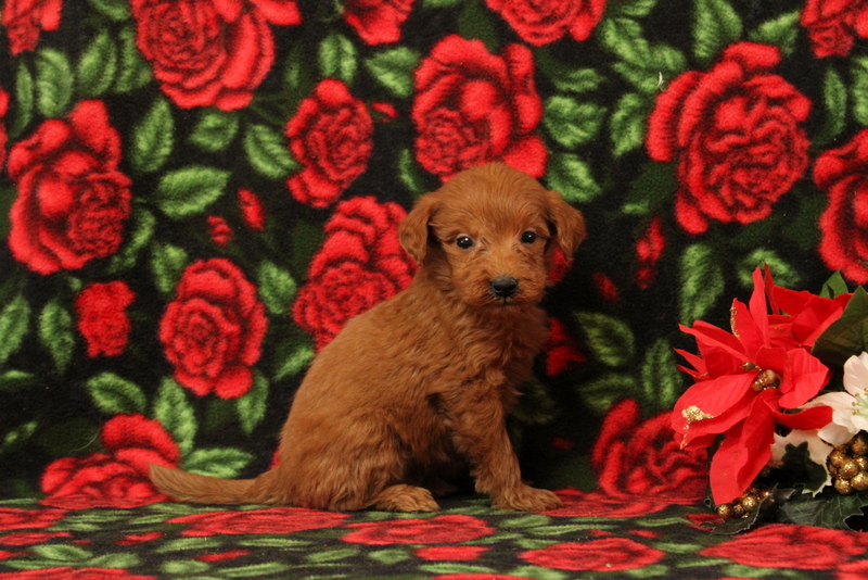 puppy, for, sale, Mini Goldendoodle F1, Matthew B. Stoltzfus, dog, breeder, Gap, PA, dog-breeder, puppy-for-sale, forsale, nearby, find, puppyfind, locator, puppylocator, aca